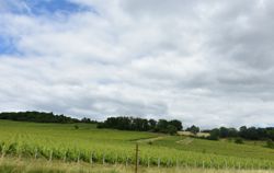 Saint-Émilions
