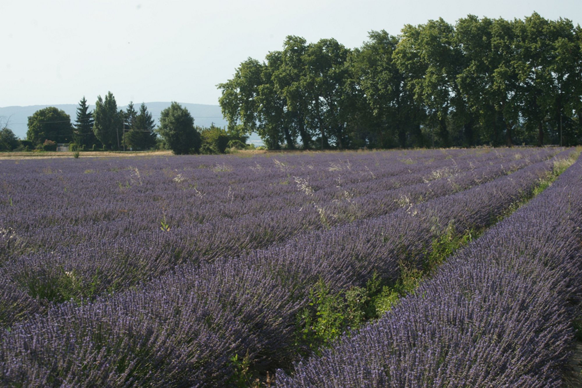 Sachet de lavande - La Seigneurie de l'île d'Orléans